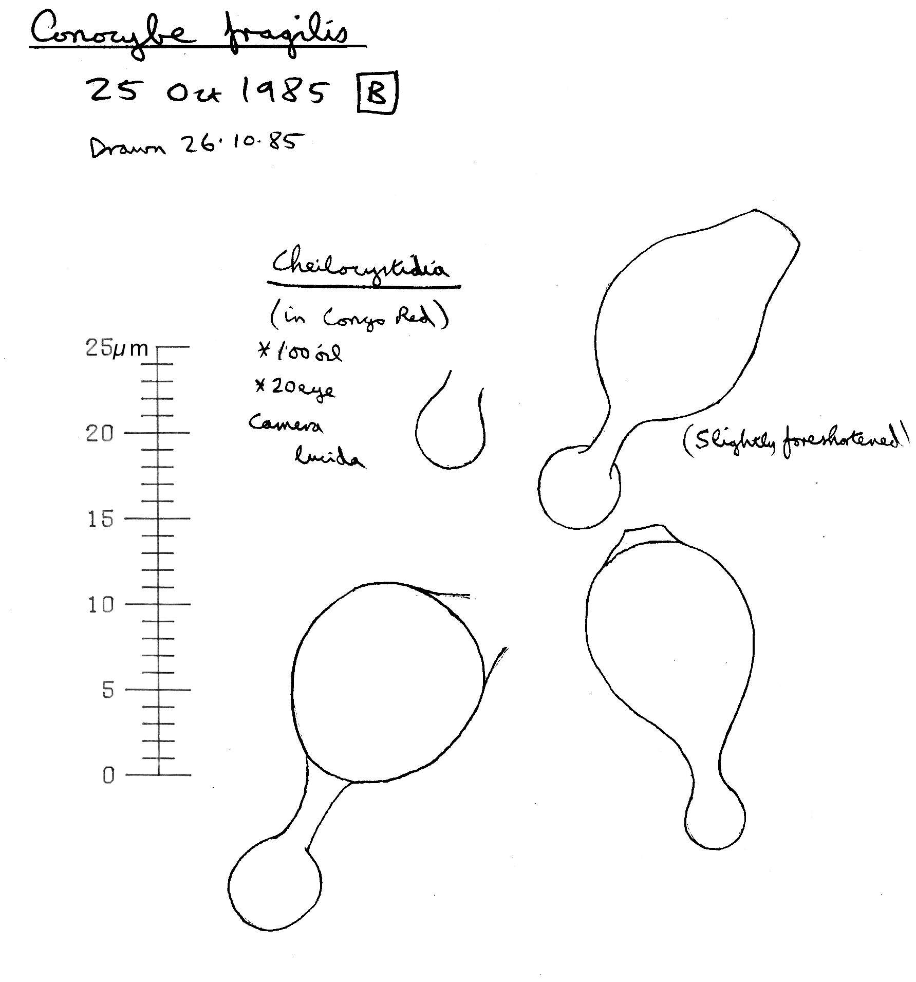 Image of Conocybe incarnata (Jul. Schäff.) Hauskn. & Arnolds 2003