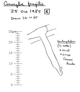 Image of Conocybe incarnata (Jul. Schäff.) Hauskn. & Arnolds 2003