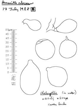 Image of Amanita rubescens Pers. 1797