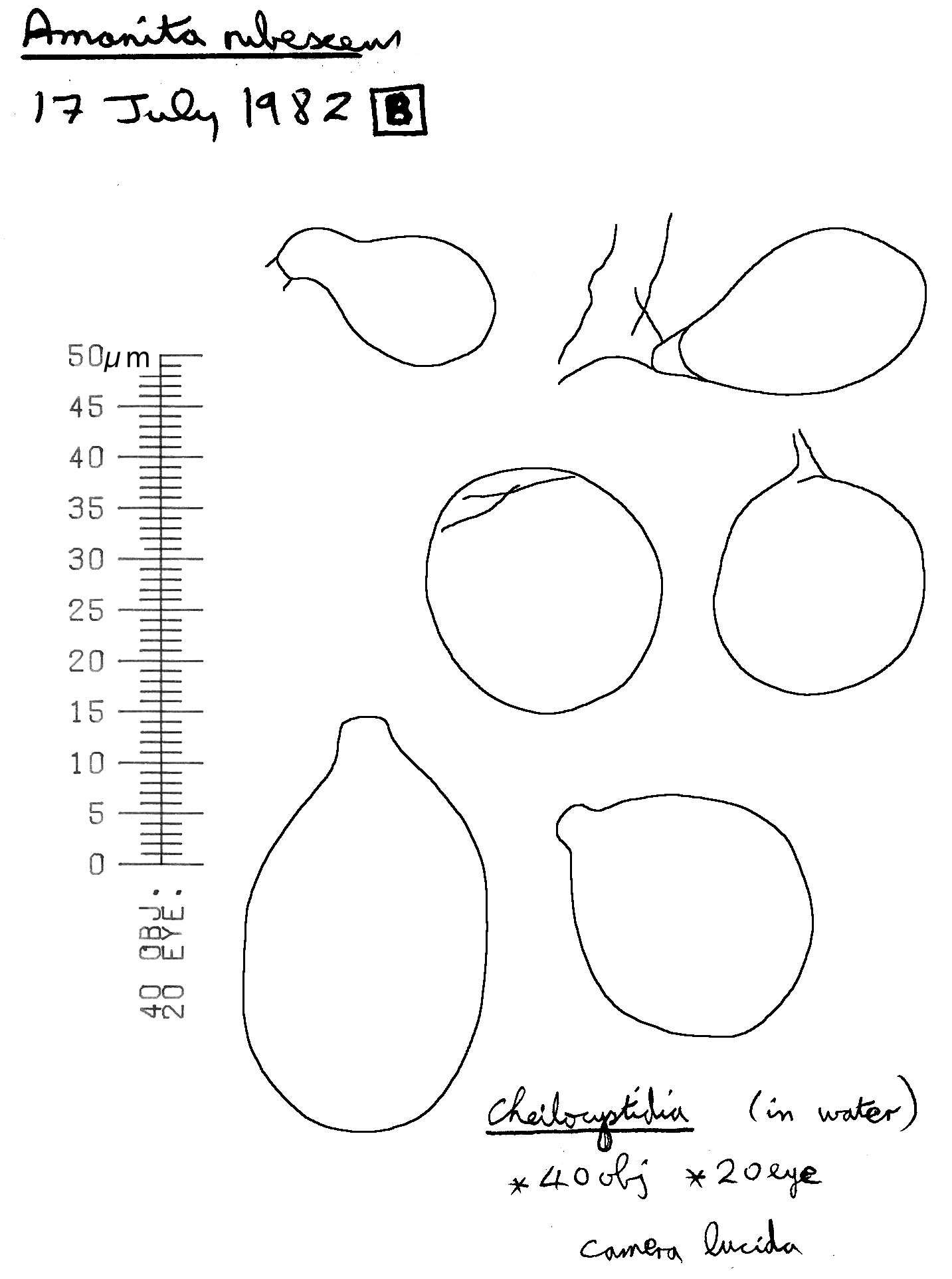 Image of Amanita rubescens Pers. 1797