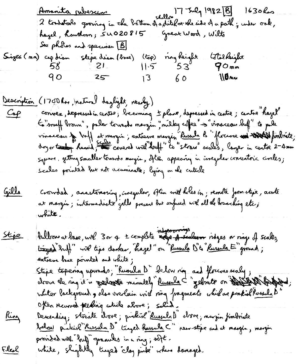 Image of Amanita rubescens Pers. 1797