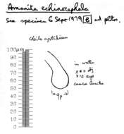 صورة Amanita echinocephala (Vittad.) Quél. 1872