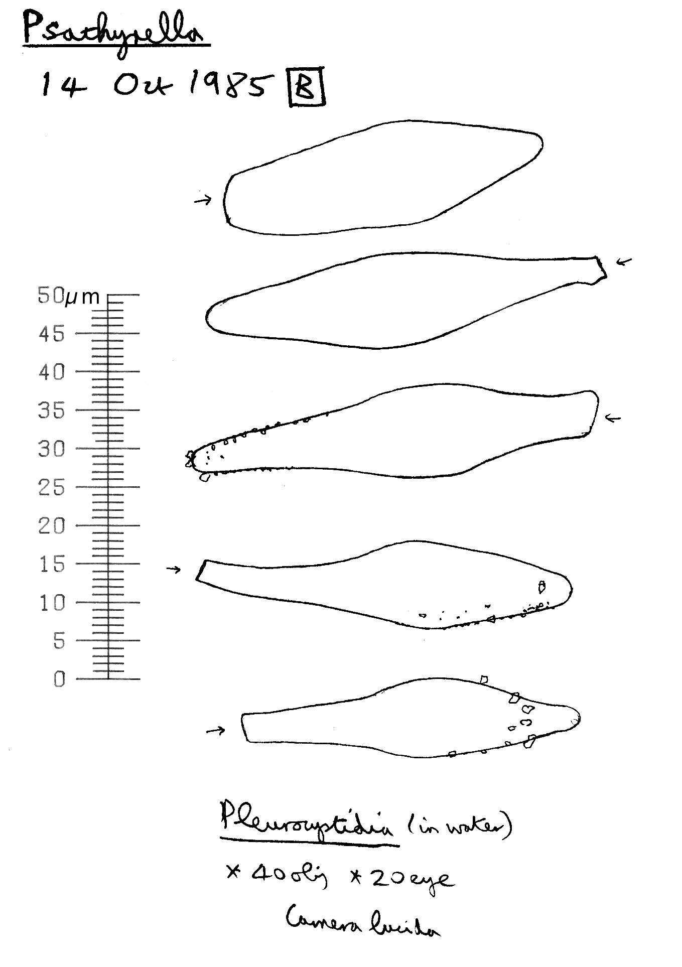 Image of Psathyrella senex (Peck) A. H. Sm. 1972