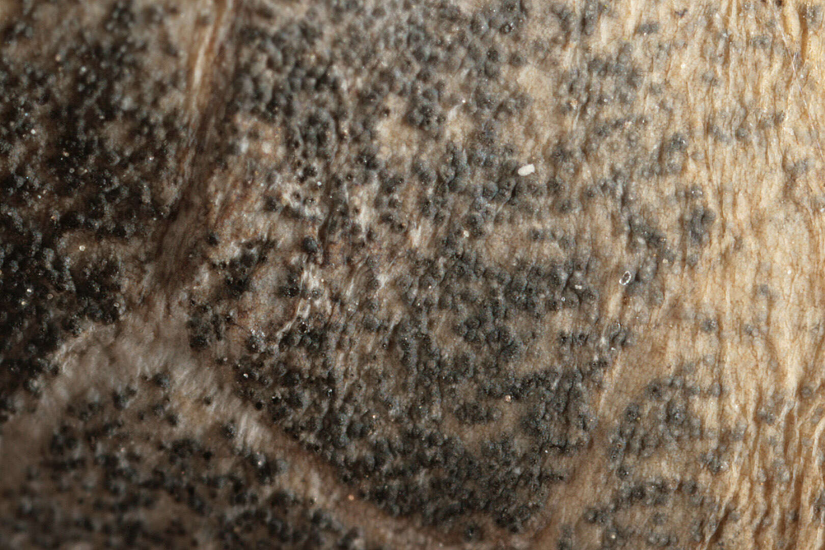 Image of Mycosphaerella brassicicola (Duby) Lindau 1897