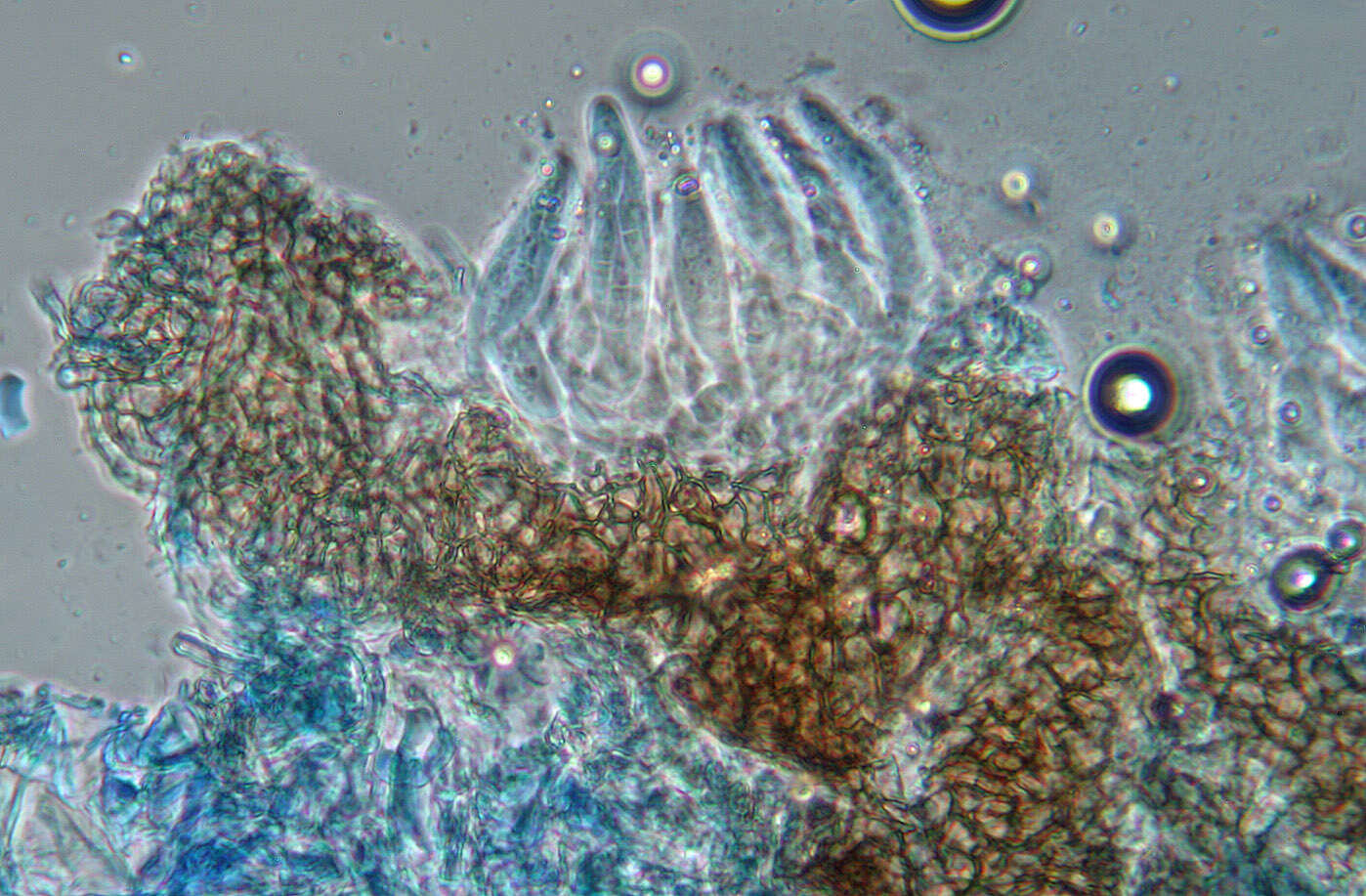 Image of Mycosphaerella brassicicola (Duby) Lindau 1897