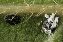 Image of Aleurotuba