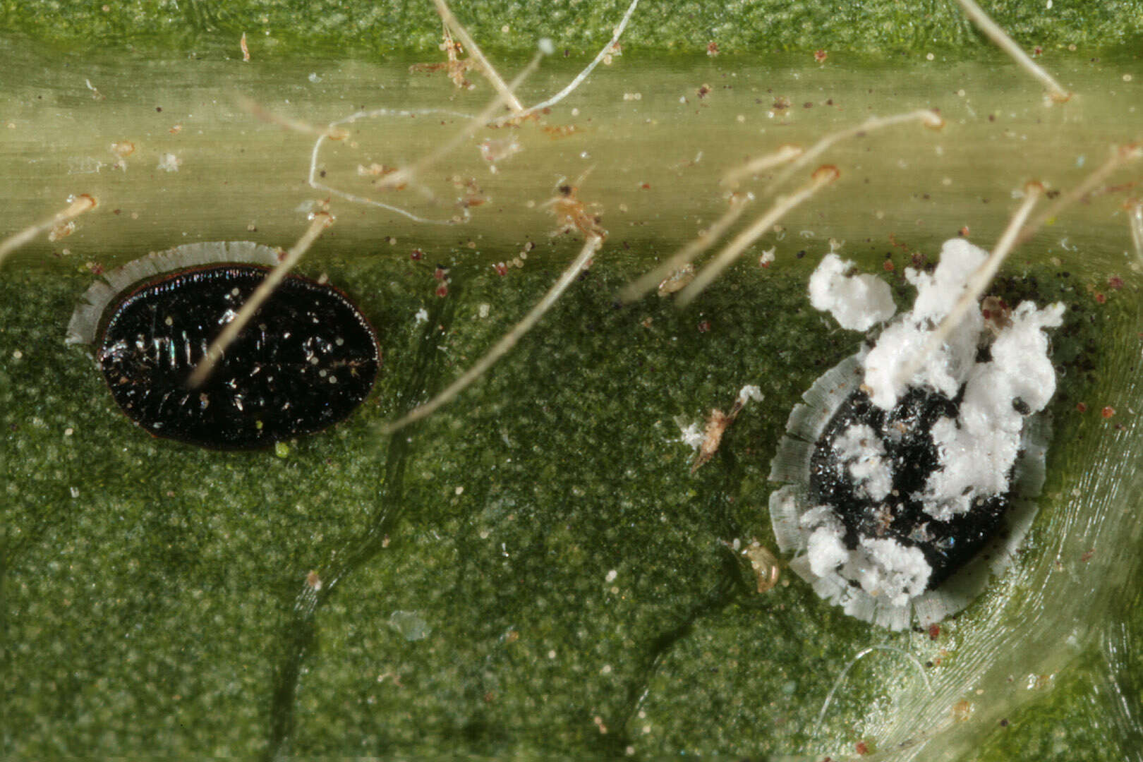 Image of Aleurotuba
