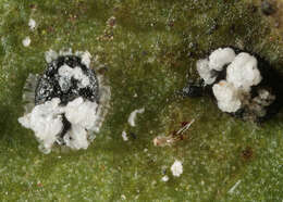Image of Aleurotuba
