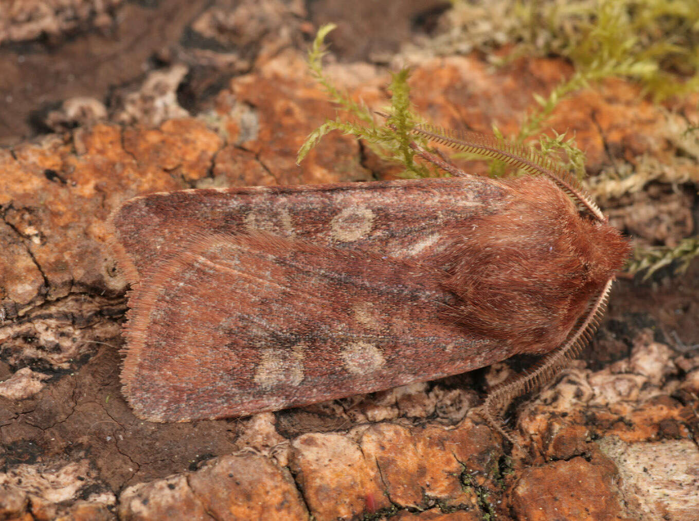 Слика од Cerastis leucographa Schiffermüller 1775