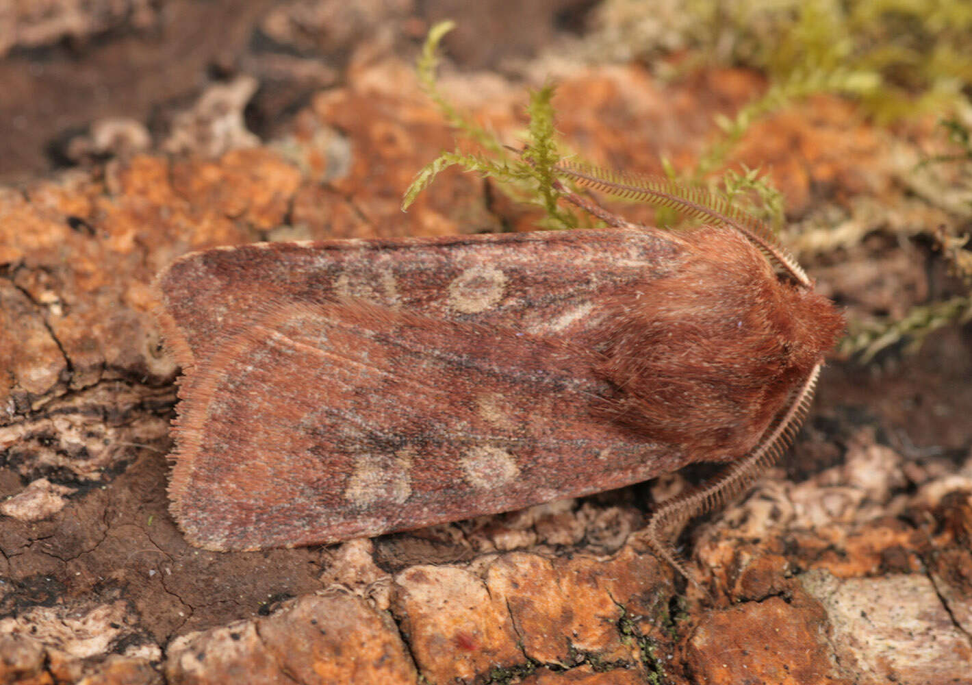 Слика од Cerastis leucographa Schiffermüller 1775