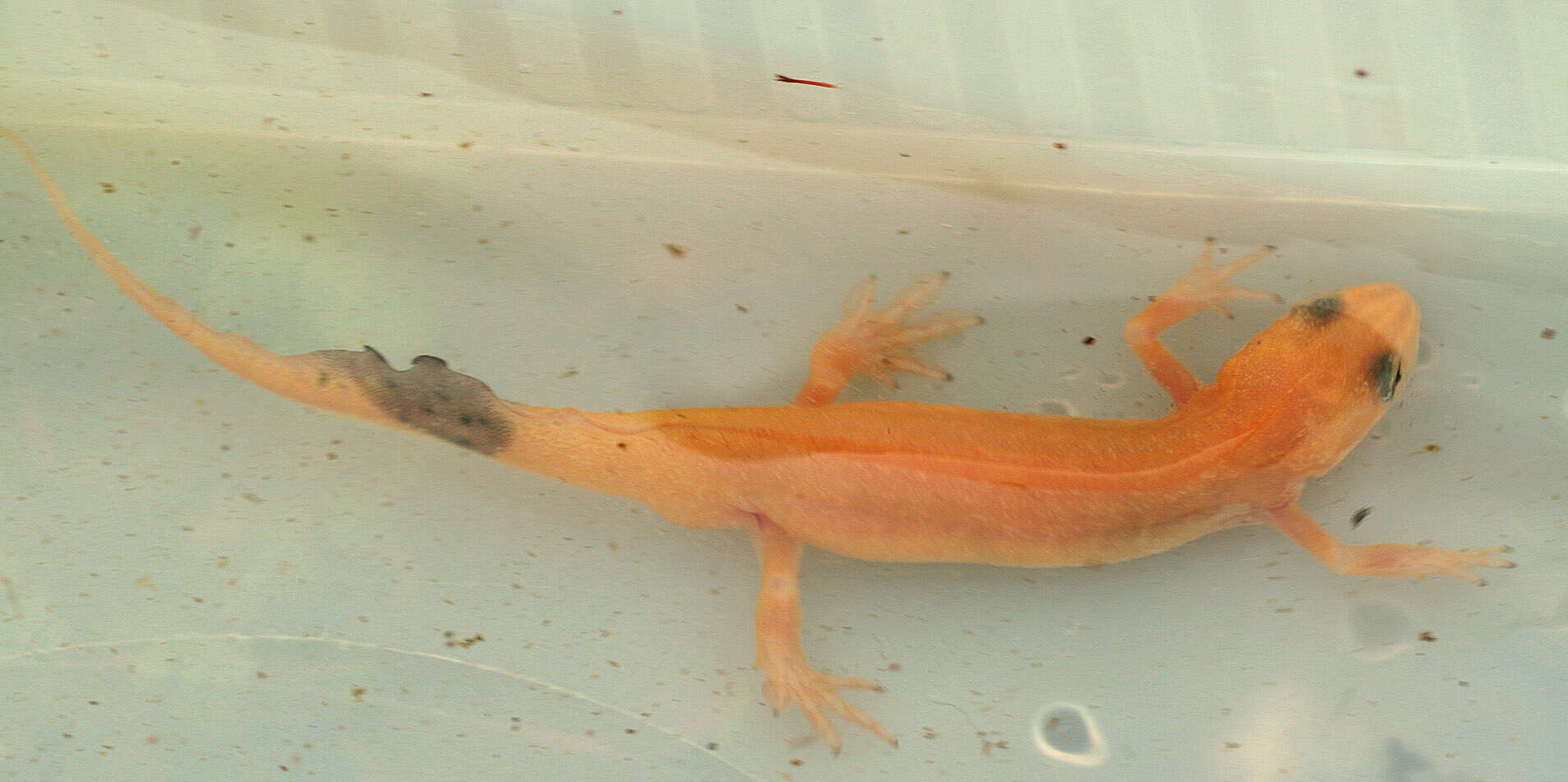 Image of Smooth Newt