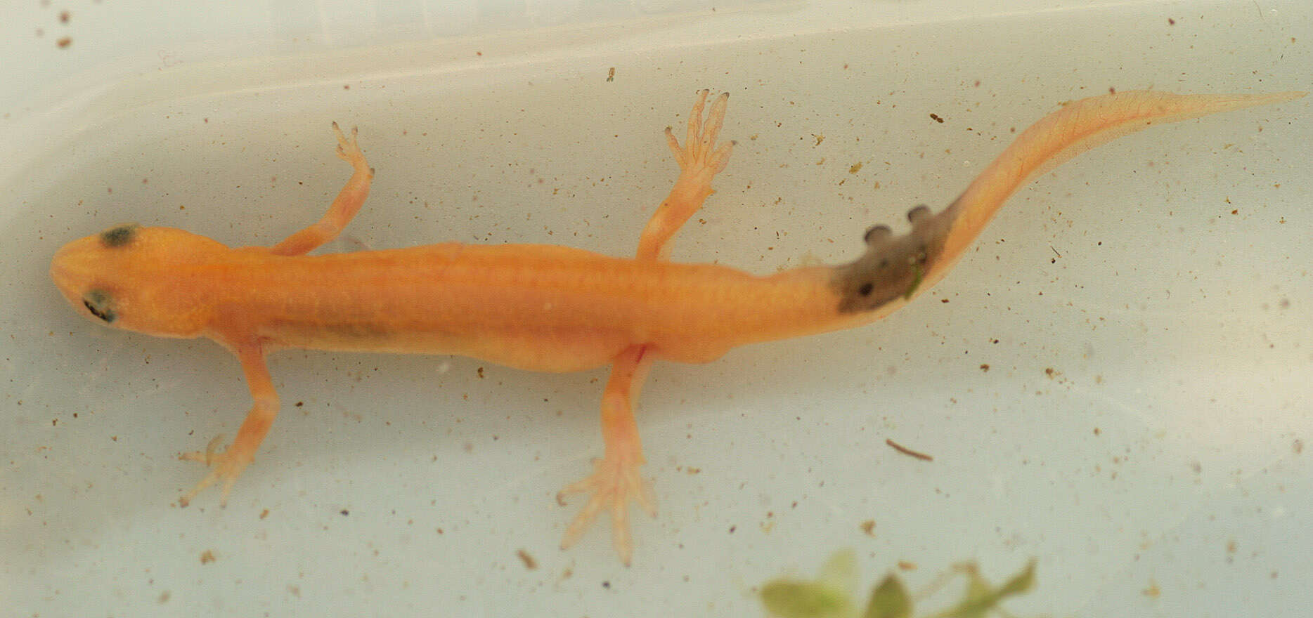 Image of Smooth Newt