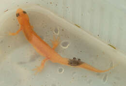 Image of Smooth Newt