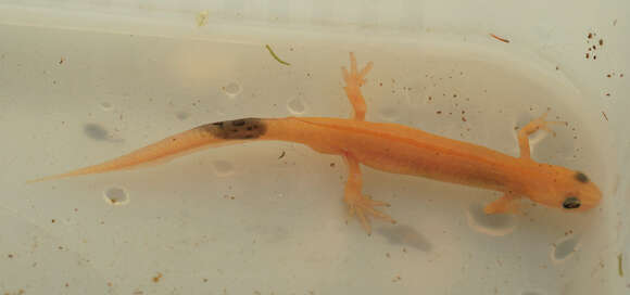 Image of Smooth Newt