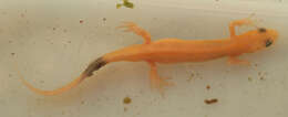 Image of Smooth Newt