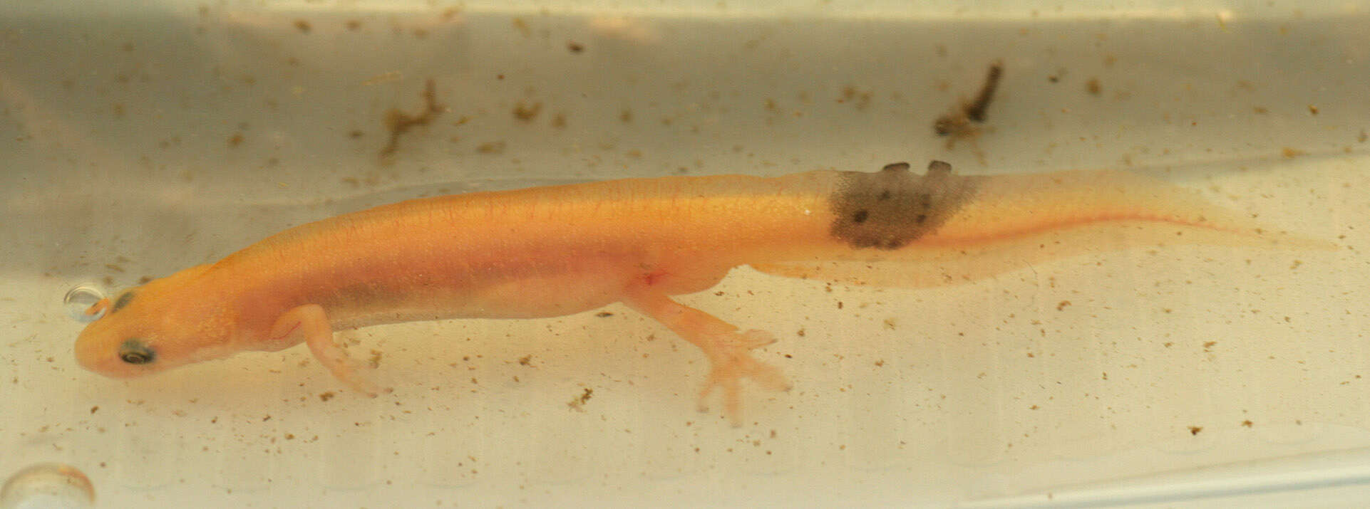 Image of Smooth Newt