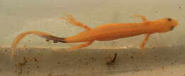 Image of Smooth Newt