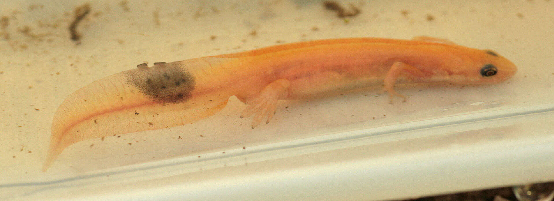 Image of Smooth Newt