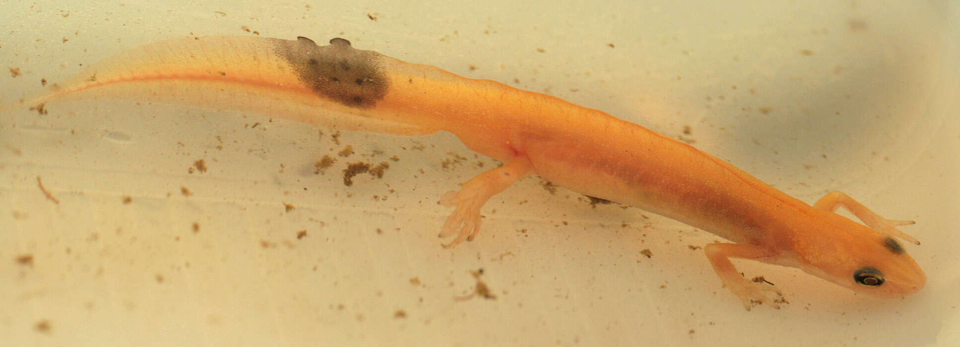 Image of Smooth Newt