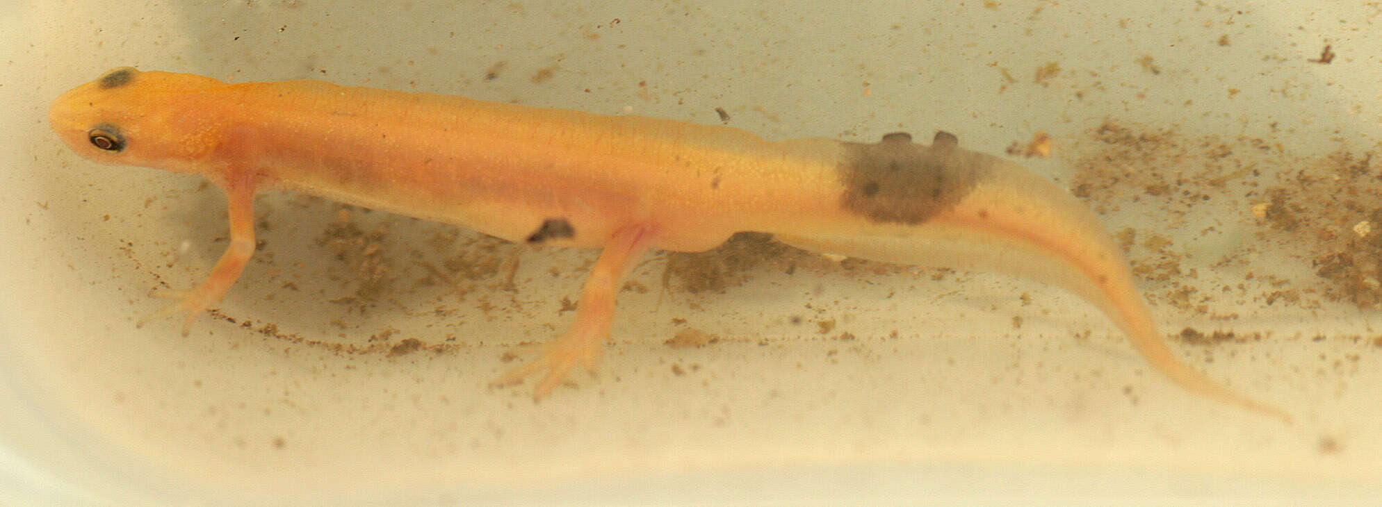 Image of Smooth Newt