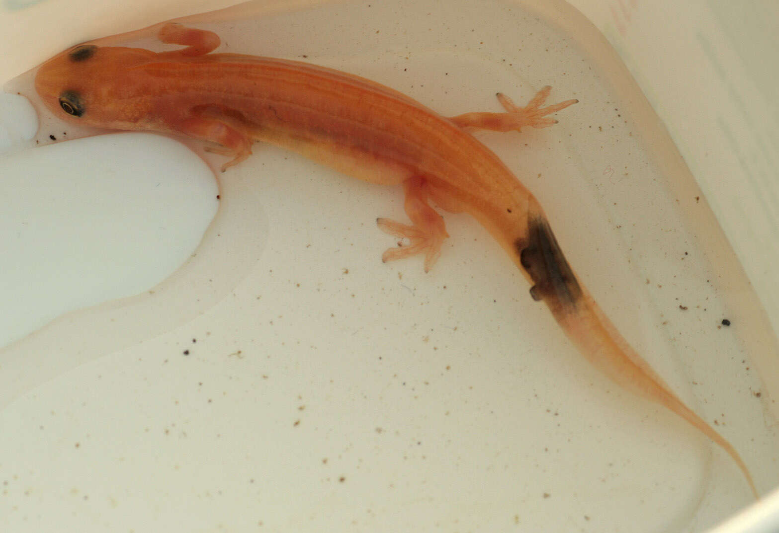 Image of Smooth Newt