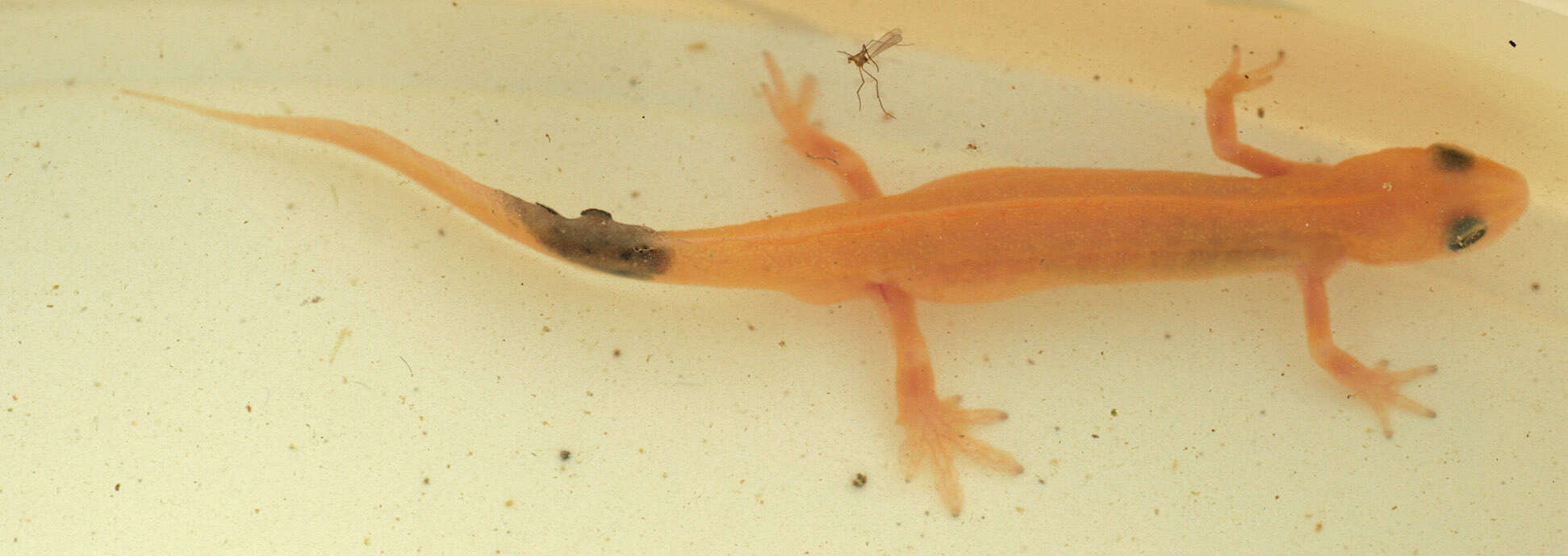 Image of Smooth Newt