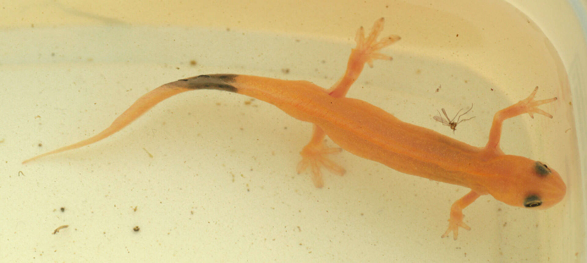 Image of Smooth Newt