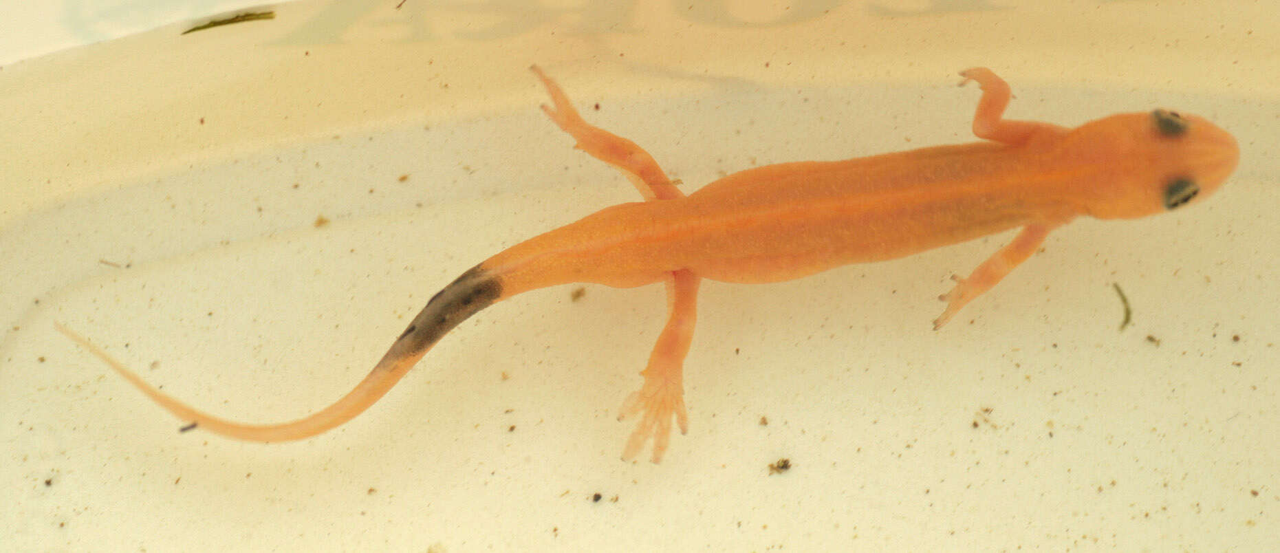 Image of Smooth Newt