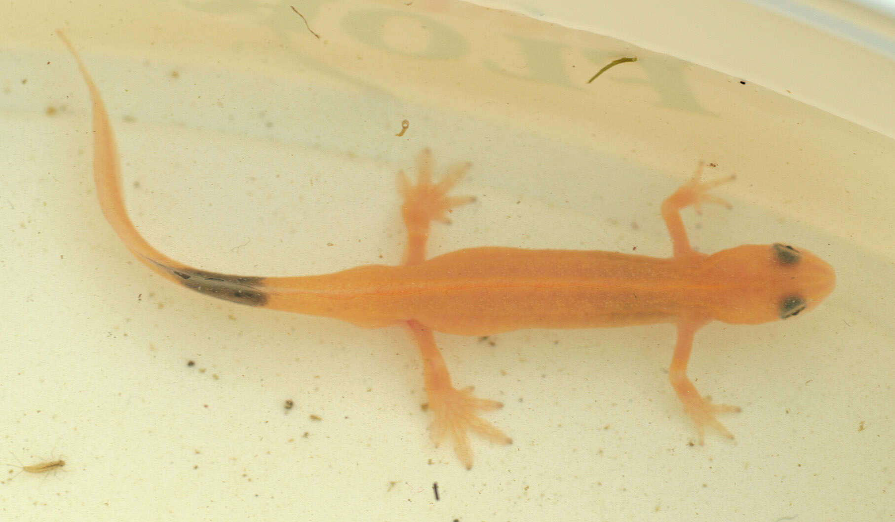 Image of Smooth Newt