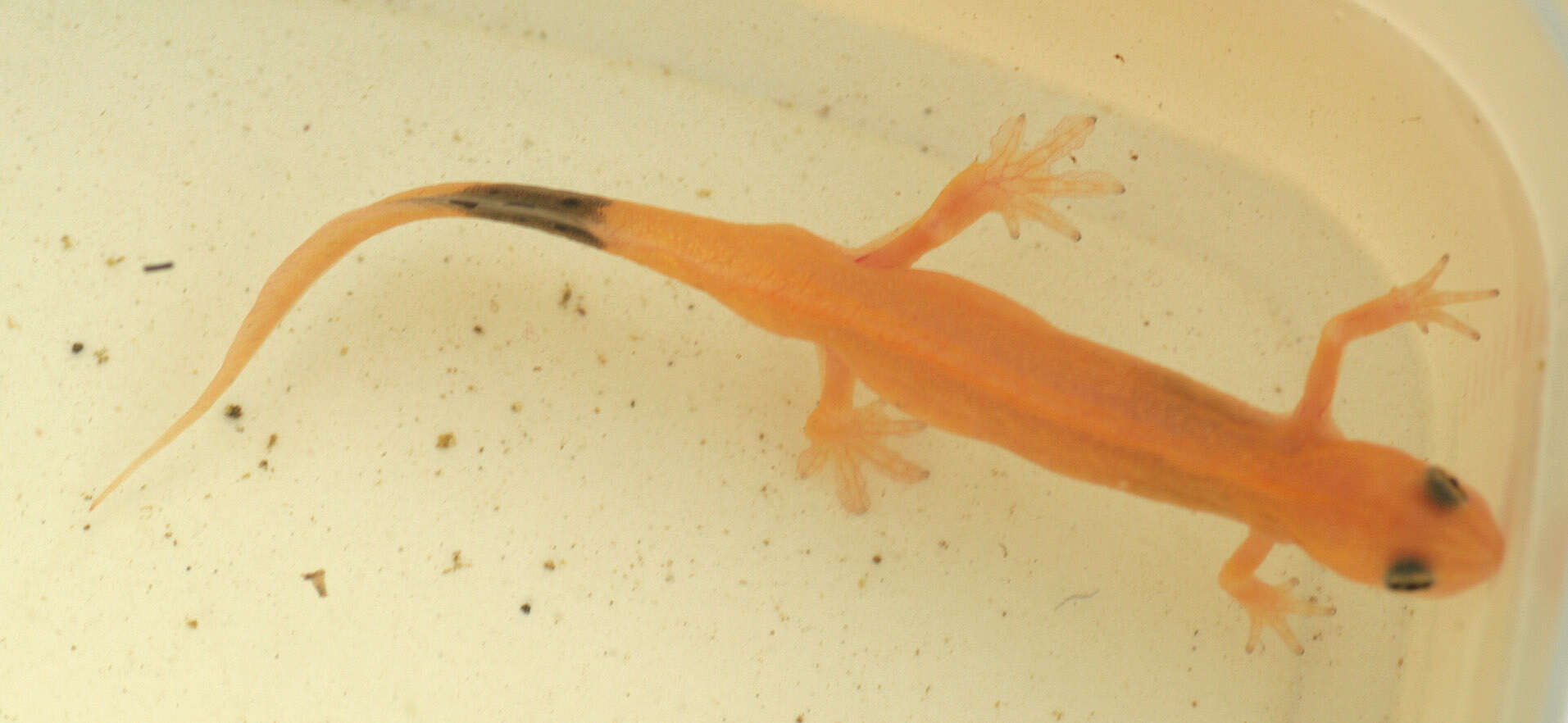 Image of Smooth Newt