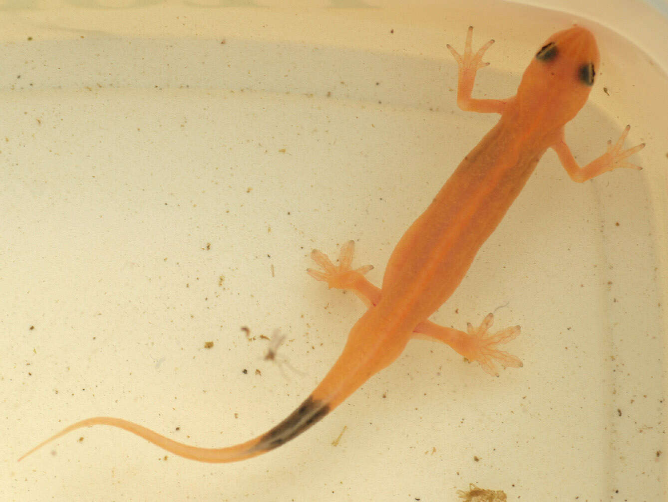 Image of Smooth Newt