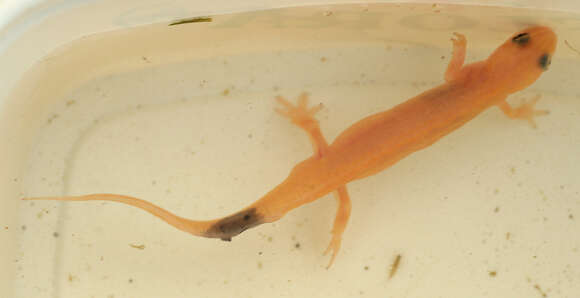 Image of Smooth Newt