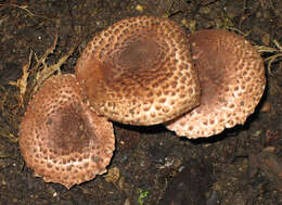 Imagem de Cystolepiota fumosifolia (Murrill) Vellinga 2006