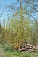 Image of Salix alba subsp. vitellina (L.) Schübl. & Martens