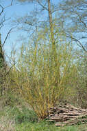 Image of Salix alba subsp. vitellina (L.) Schübl. & Martens