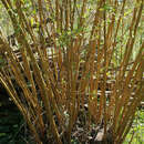Image de Salix alba subsp. vitellina (L.) Schübl. & Martens