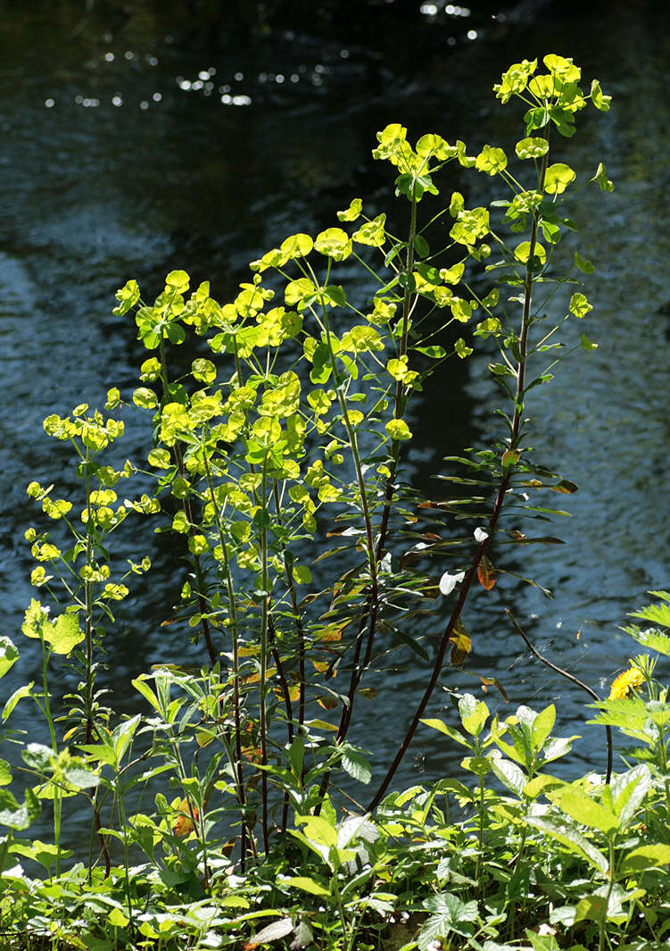 Sivun Euphorbia amygdaloides subsp. amygdaloides kuva