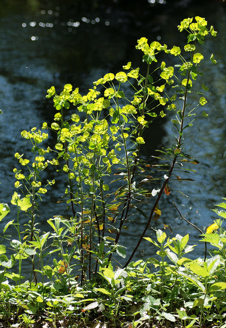 Image of Euphorbia amygdaloides subsp. amygdaloides