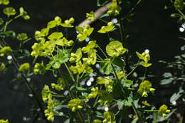 Sivun Euphorbia amygdaloides subsp. amygdaloides kuva