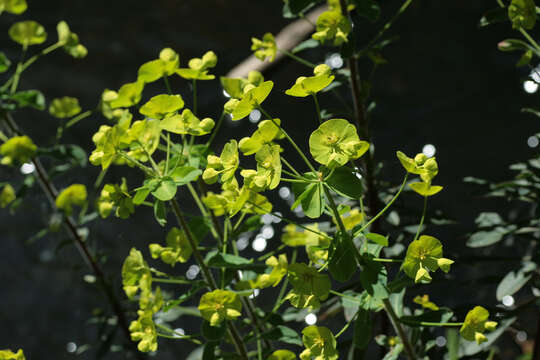 Image of Euphorbia amygdaloides subsp. amygdaloides