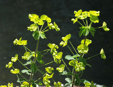 Image of Euphorbia amygdaloides subsp. amygdaloides