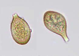 صورة Phragmidium violaceum (Schultz) G. Winter 1880