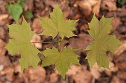 Image of Norway Maple