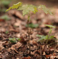 Image of Norway Maple