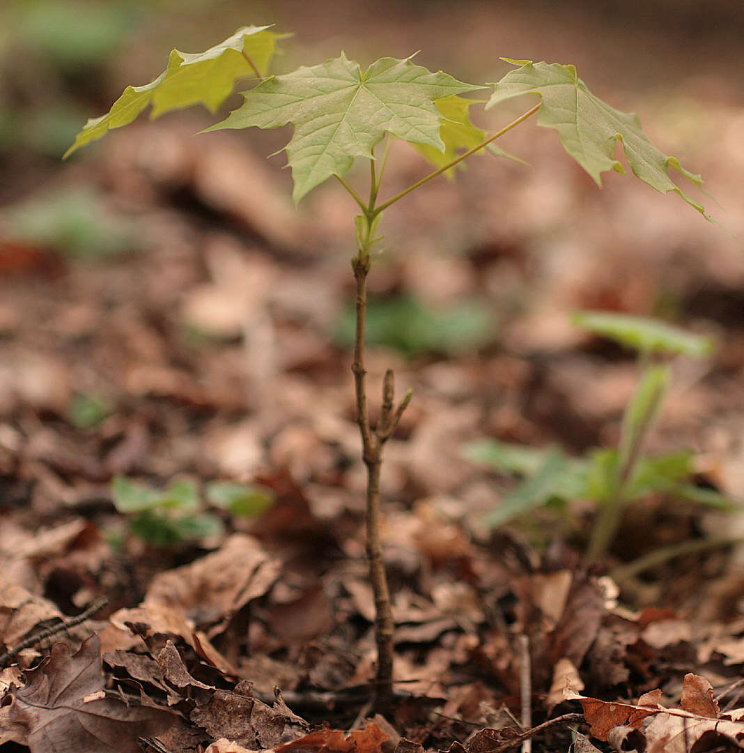 Image of Norway Maple