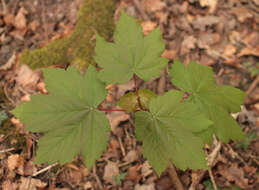 Image of sycamore maple