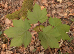 Image of sycamore maple