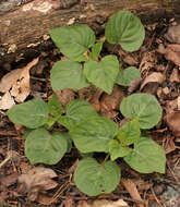 Image of broadleaf enchanter's nightshade