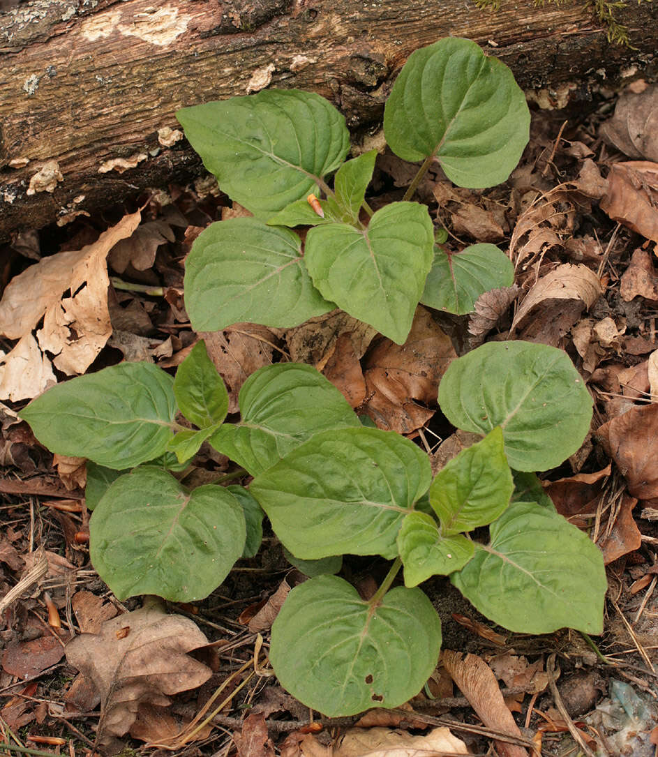 Image of broadleaf enchanter's nightshade