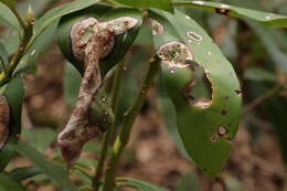 Mycosphaerella rhododendri Feltgen 1901的圖片